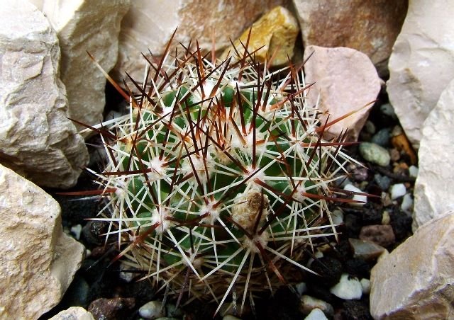 Escobaria _vivipara _RP113_ 02